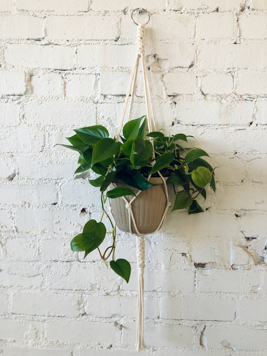 Crown Knot Plant Hanger
