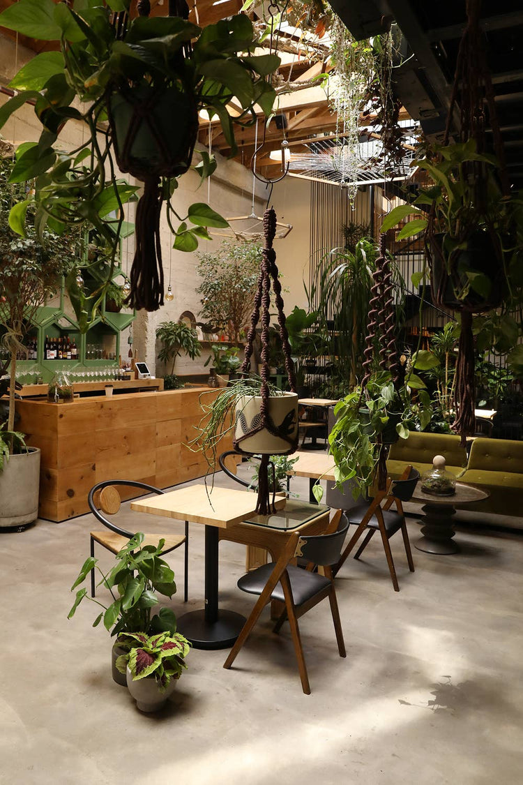 Double Helix Plant Hanger