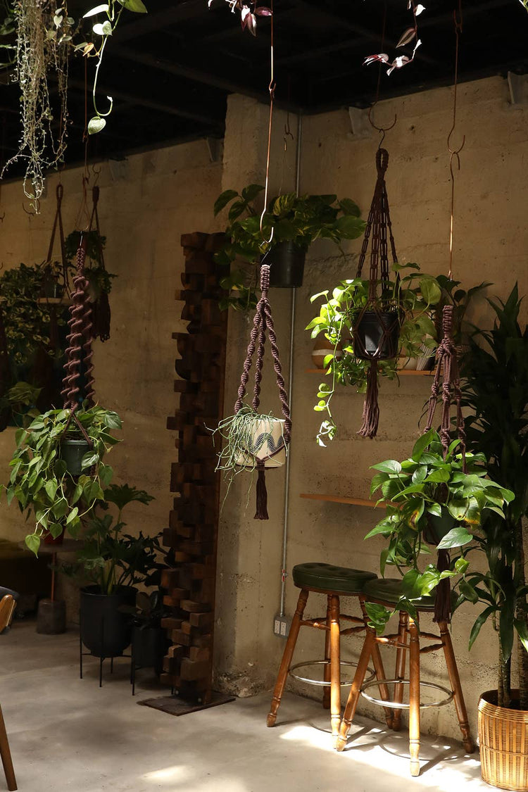 Double Helix Plant Hanger