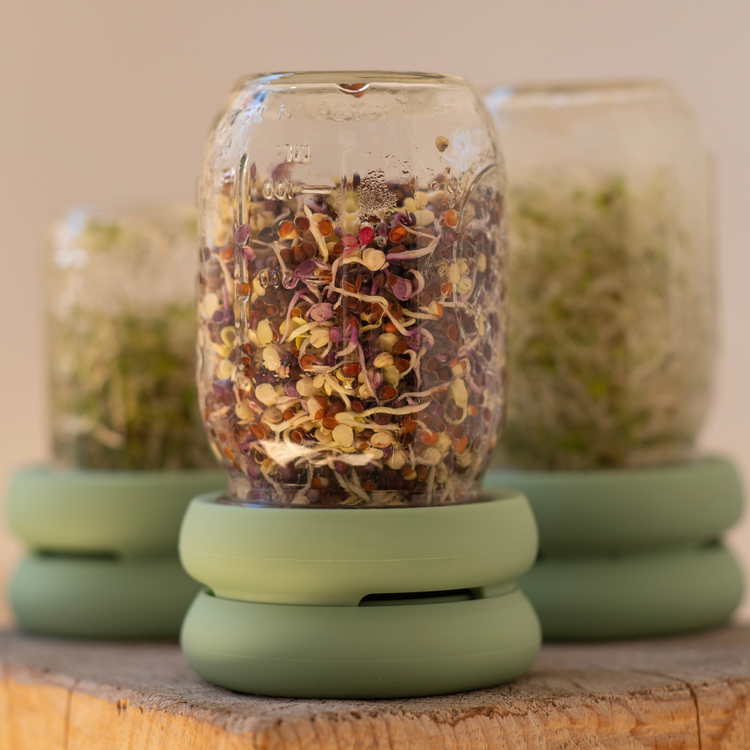 Reusable Silicone Sprouting Lids