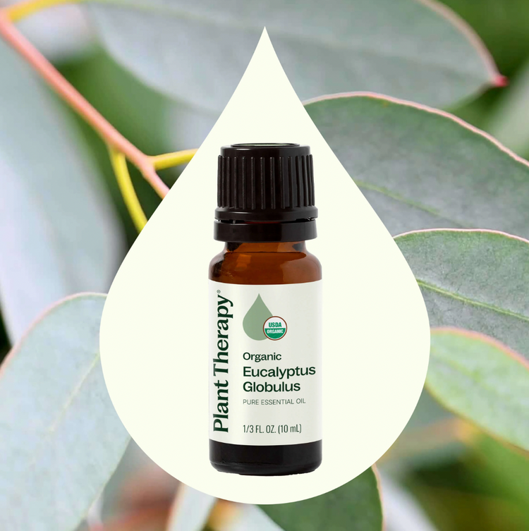 Eucalyptus Globulus Essential Oil
