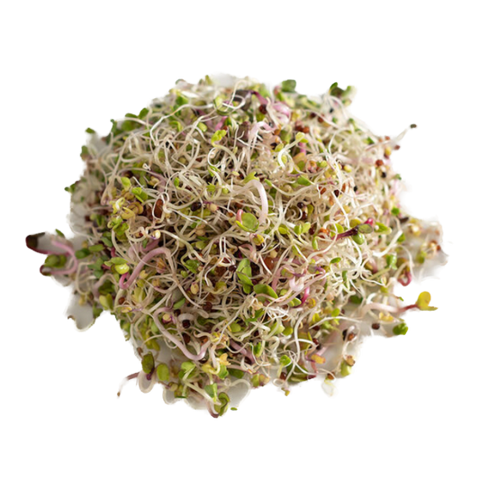 Seed Sprouting Kit | Sprouts | Microgreens