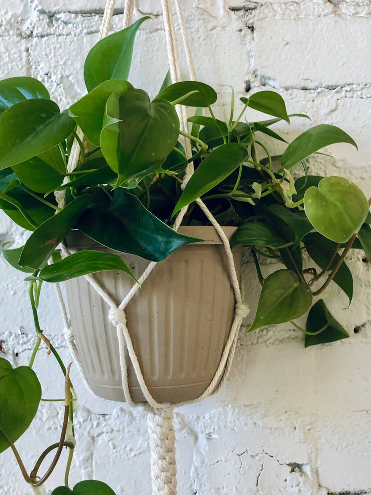 Crown Knot Plant Hanger