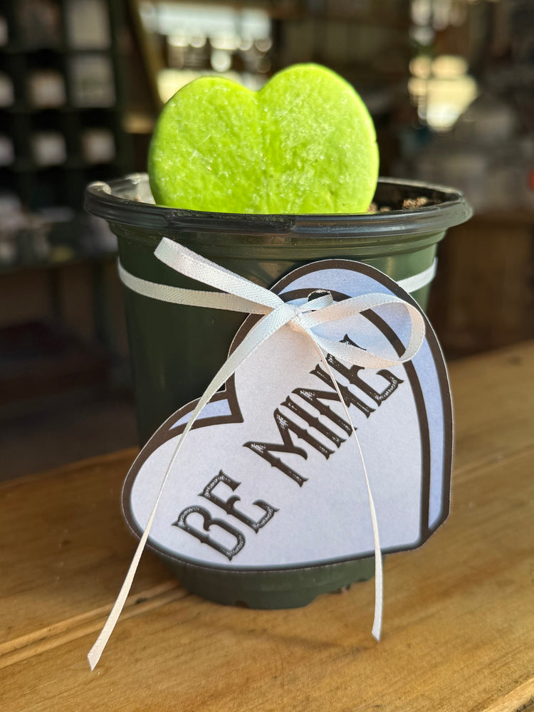 Heart Hoya Valentine | IN STORE ONLY