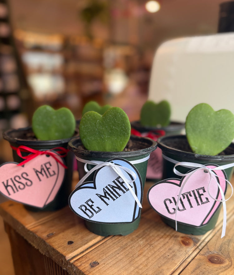 Heart Hoya Valentine | IN STORE ONLY